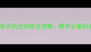 苏格兰牧羊犬幼犬饲养全攻略新手必看的养护指南