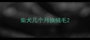 柴犬几个月换绒毛