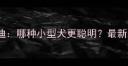 吉娃娃VS泰迪哪种小型犬更聪明最新对比测评