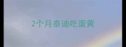 2个月泰迪吃蛋黄