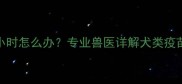 疫苗后持续低烧超过72小时怎么办专业兽医详解犬类疫苗反应与发烧处理全流程