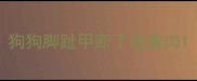 狗狗脚趾甲断了连着肉