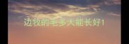 边牧的毛多大能长好