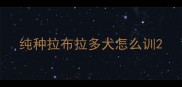 纯种拉布拉多犬怎么训