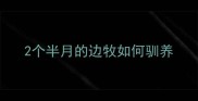 2个半月的边牧如何驯养