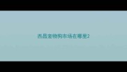 西昌宠物狗市场在哪里