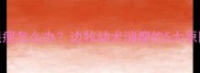 两个月边牧幼犬很瘦怎么办边牧幼犬消瘦的5大原因及科学喂养指南