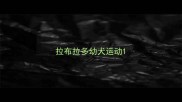 拉布拉多幼犬运动
