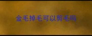 金毛掉毛可以剪毛吗
