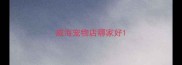 威海宠物店哪家好