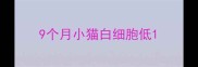 9个月小猫白细胞低