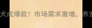 拉布拉多犬成爆款市场需求激增养宠人必看