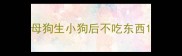 母狗生小狗后不吃东西