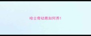 哈士奇幼崽如何养