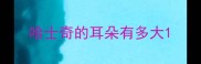 哈士奇的耳朵有多大