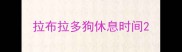 拉布拉多狗休息时间