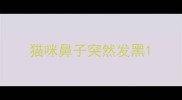 猫咪鼻子突然发黑