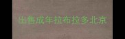出售成年拉布拉多北京