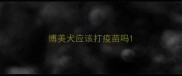 博美犬应该打疫苗吗