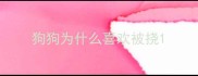 狗狗为什么喜欢被挠