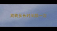 狗狗多长时间尿一次