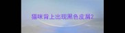 猫咪背上出现黑色皮屑