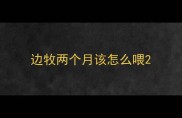 边牧两个月该怎么喂