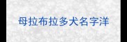 母拉布拉多犬名字洋
