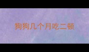 狗狗几个月吃二顿