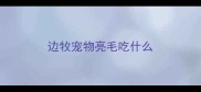 边牧宠物亮毛吃什么