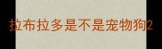 拉布拉多是不是宠物狗