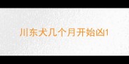 川东犬几个月开始凶