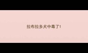 拉布拉多犬中毒了
