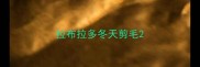 拉布拉多冬天剪毛