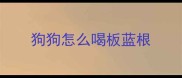 狗狗怎么喝板蓝根