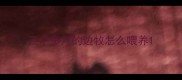 三个多月的边牧怎么喂养