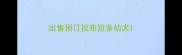 出售预订拉布拉多幼犬