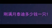 刚满月泰迪多少钱一只