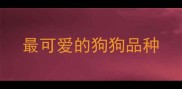 最可爱的狗狗品种