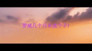 罗威几个月长成个子