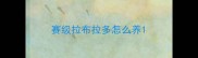 赛级拉布拉多怎么养
