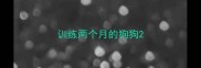 训练两个月的狗狗