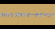 陨石边牧狗价格一般在好多