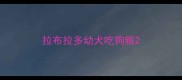 拉布拉多幼犬吃狗粮