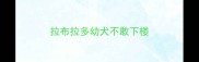 拉布拉多幼犬不敢下楼