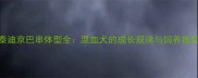 泰迪京巴串体型全混血犬的成长规律与饲养指南