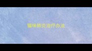 猫咪肺炎治疗办法