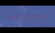 边牧吃什么营养好