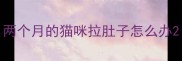 两个月的猫咪拉肚子怎么办