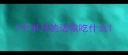 1个半月的边牧吃什么